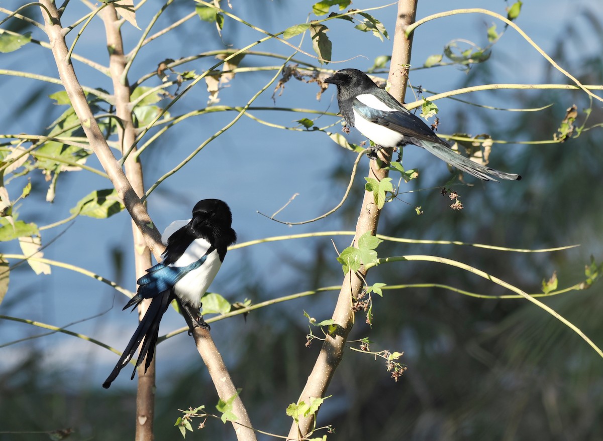 Oriental Magpie - ML644442775