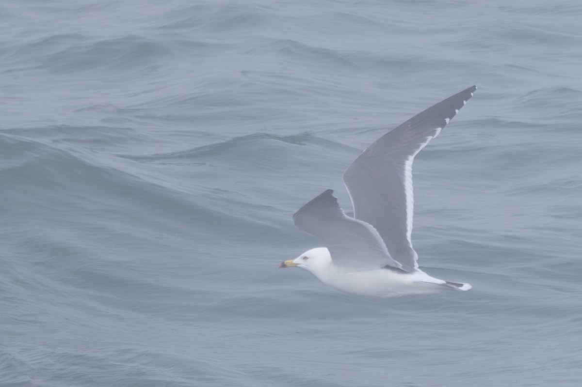 japanmåke - ML644442779