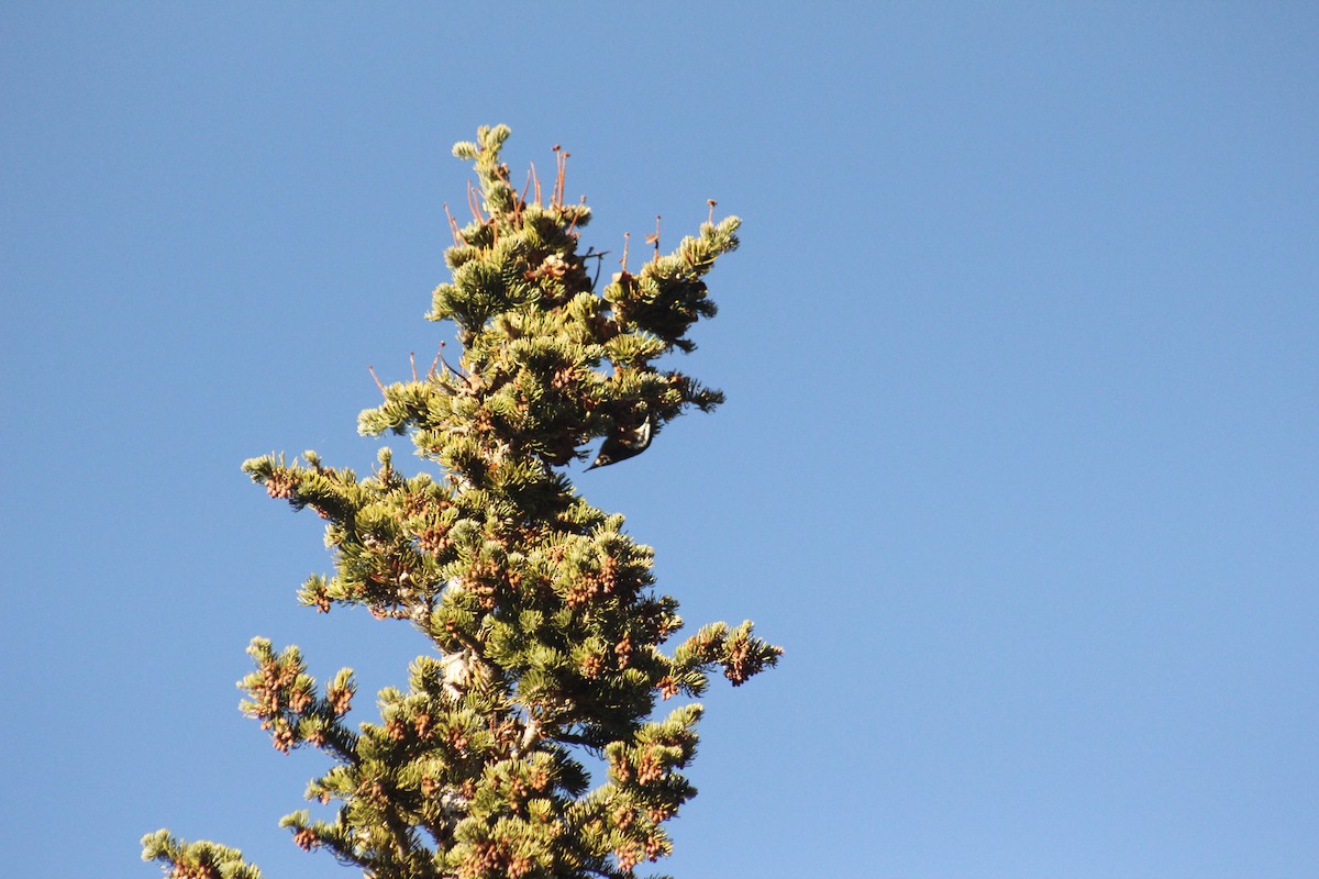 Rotbrustkleiber - ML644442781