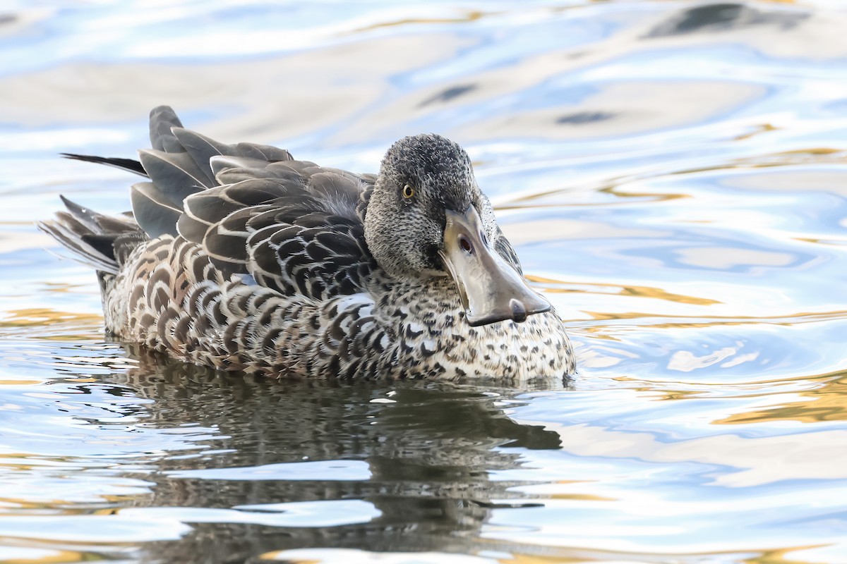 skjeand - ML644442784