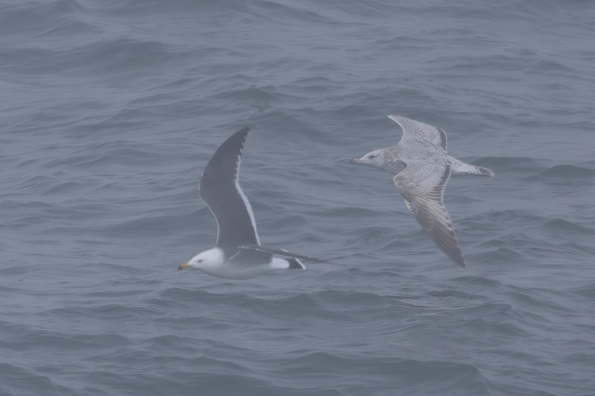 japanmåke - ML644442785