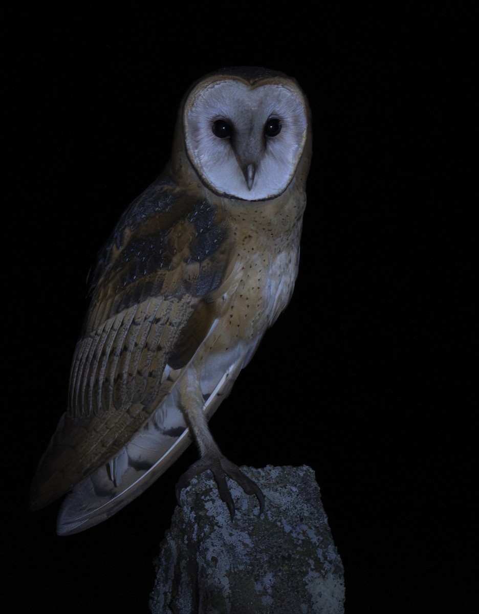 American Barn Owl - ML644442787