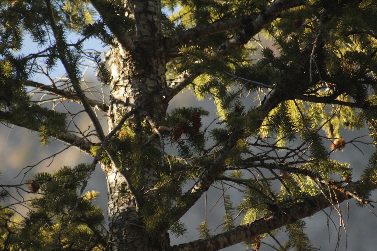 Rotbrustkleiber - ML644442788