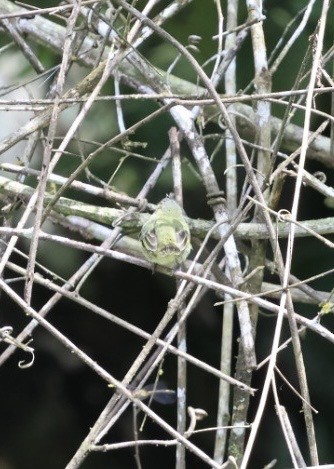 Mistletoe Tyrannulet - ML644442790