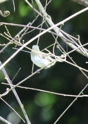Mistletoe Tyrannulet - ML644442791