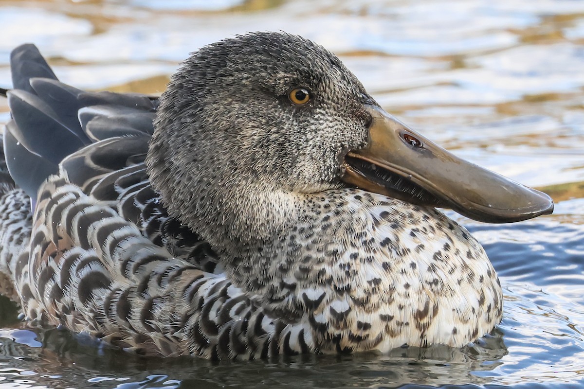 skjeand - ML644442792