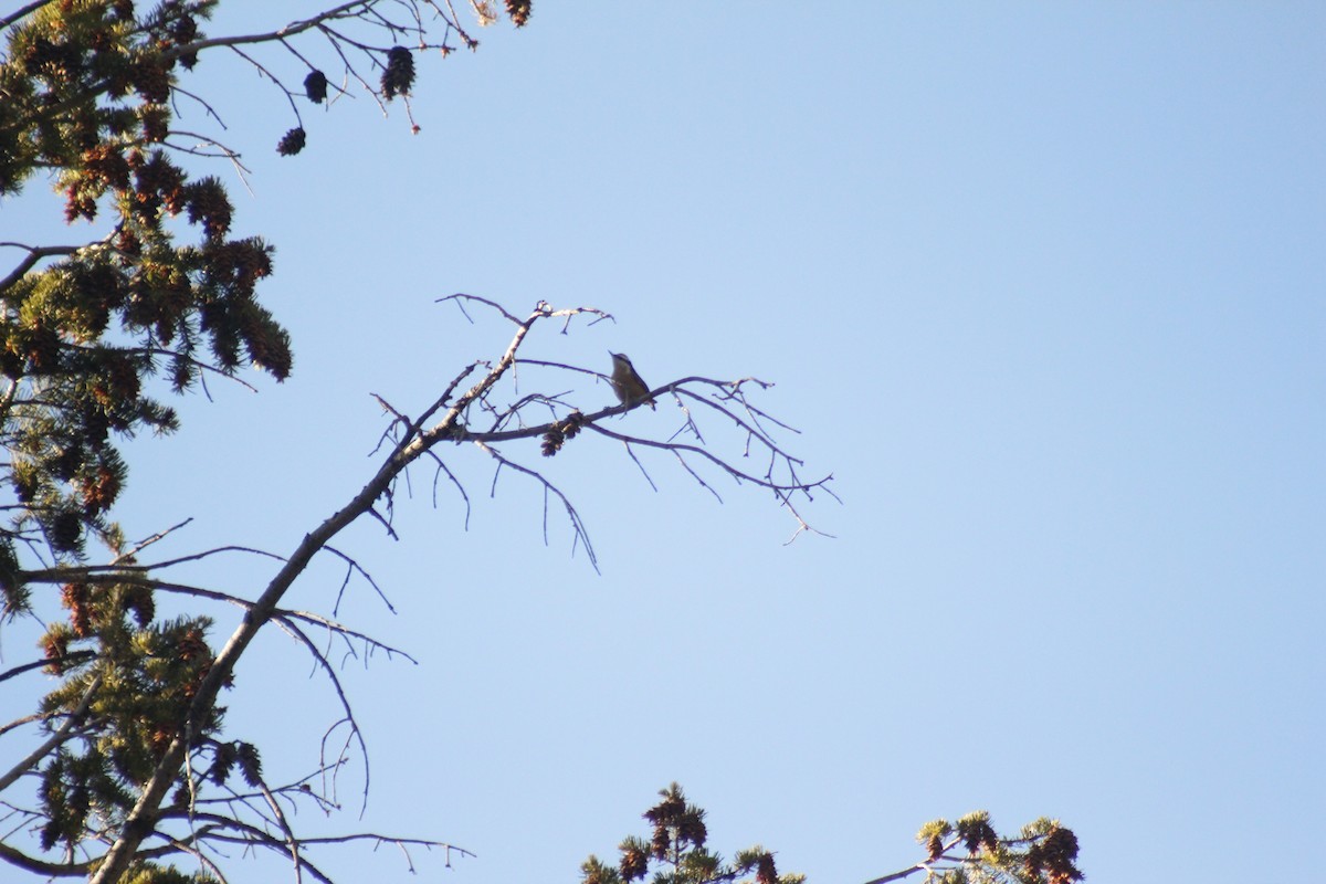 Rotbrustkleiber - ML644442797