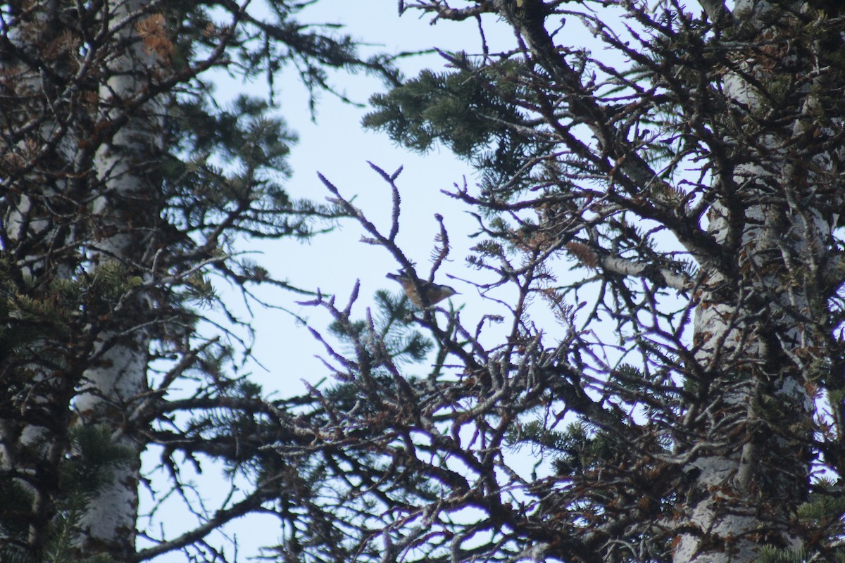 Rotbrustkleiber - ML644442807