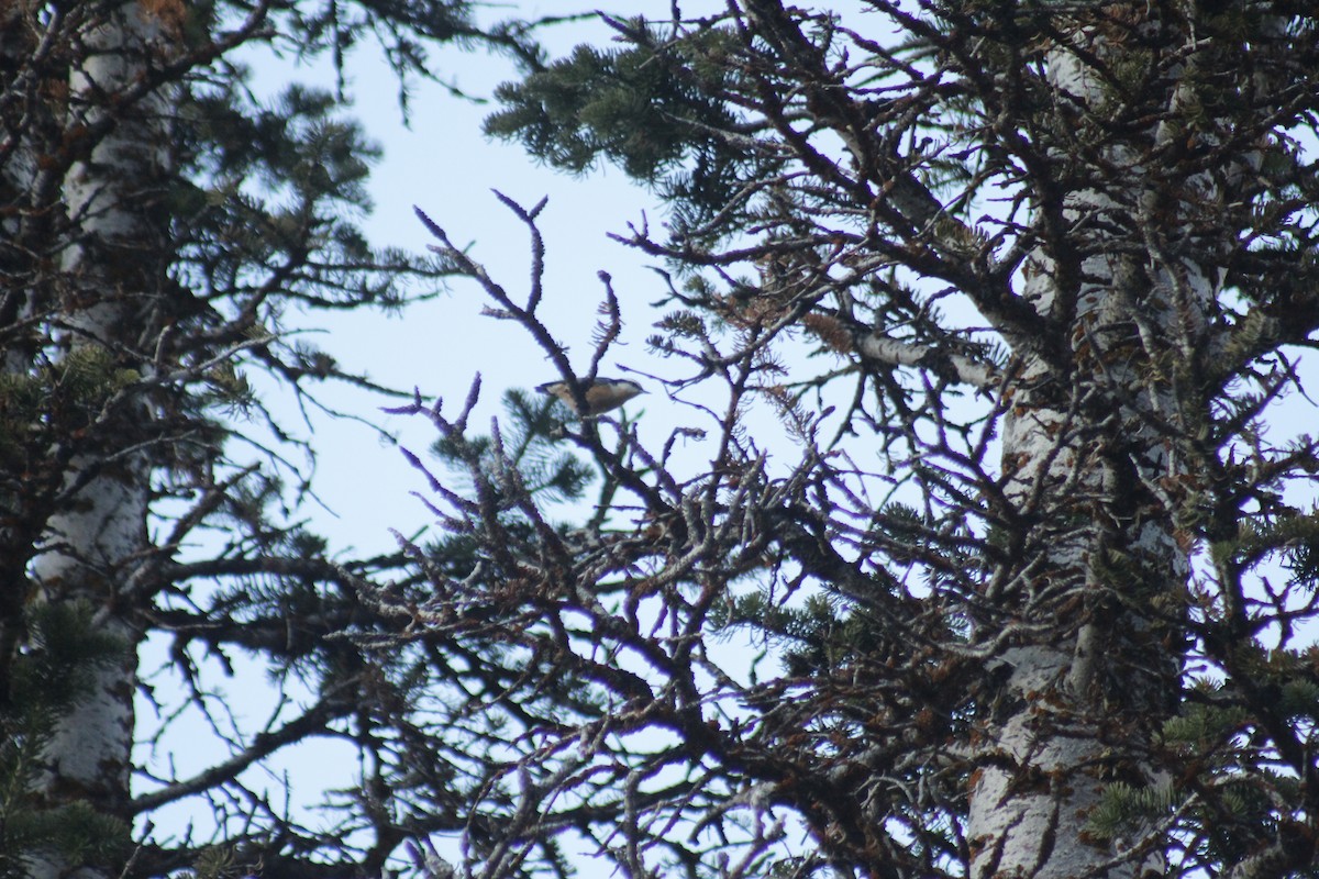 Rotbrustkleiber - ML644442810