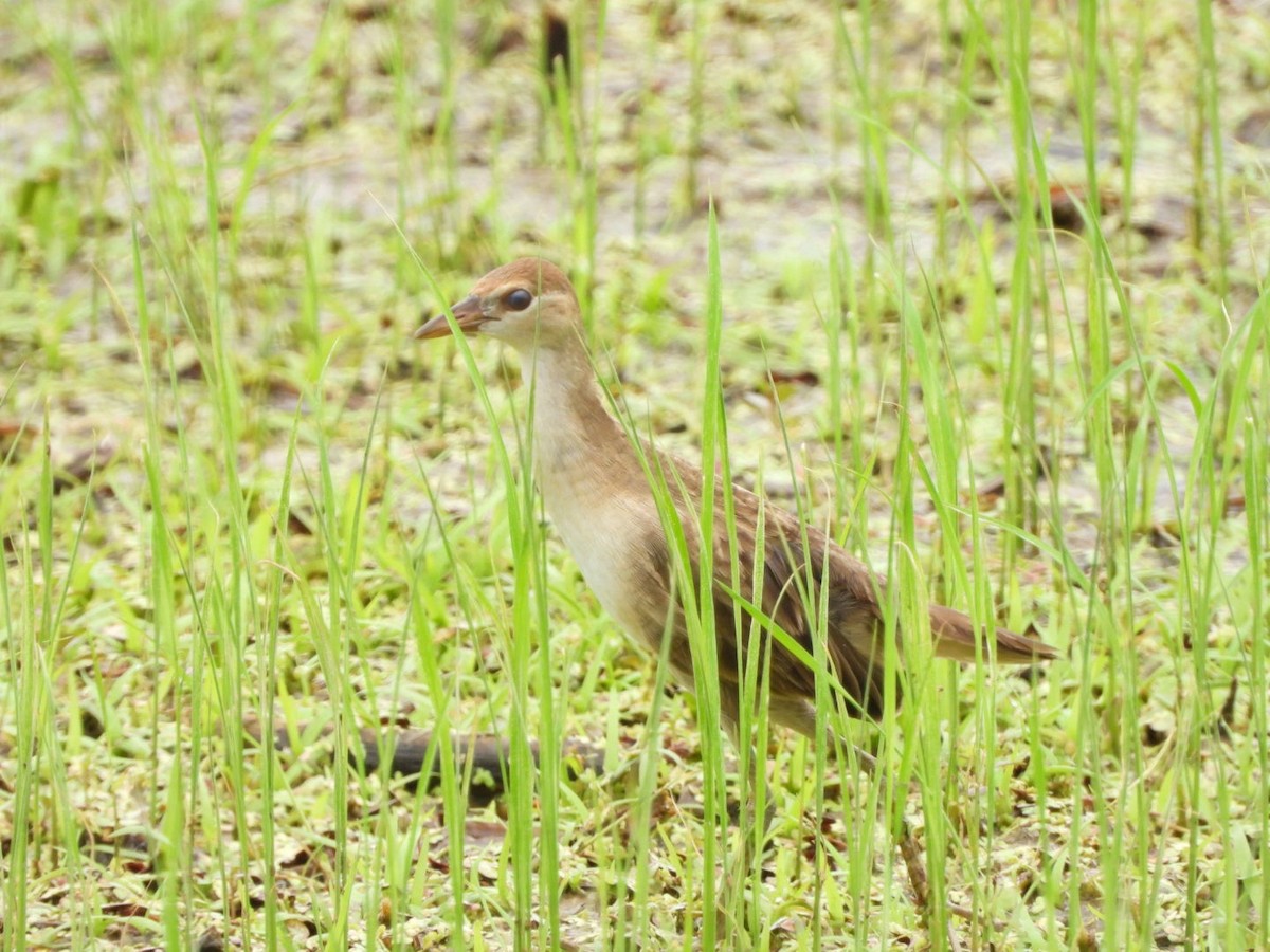 chřástal popelavý - ML644442823