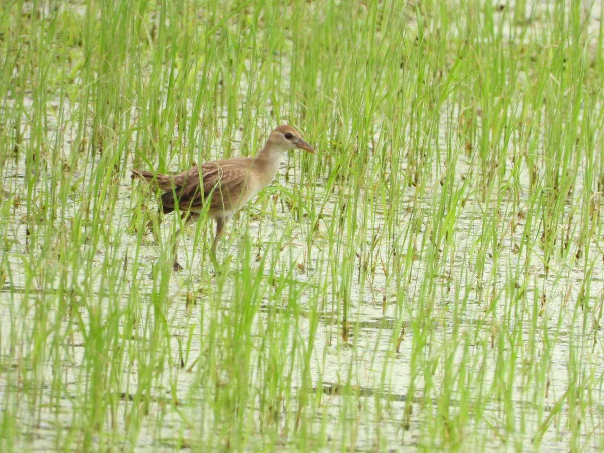 chřástal popelavý - ML644442824