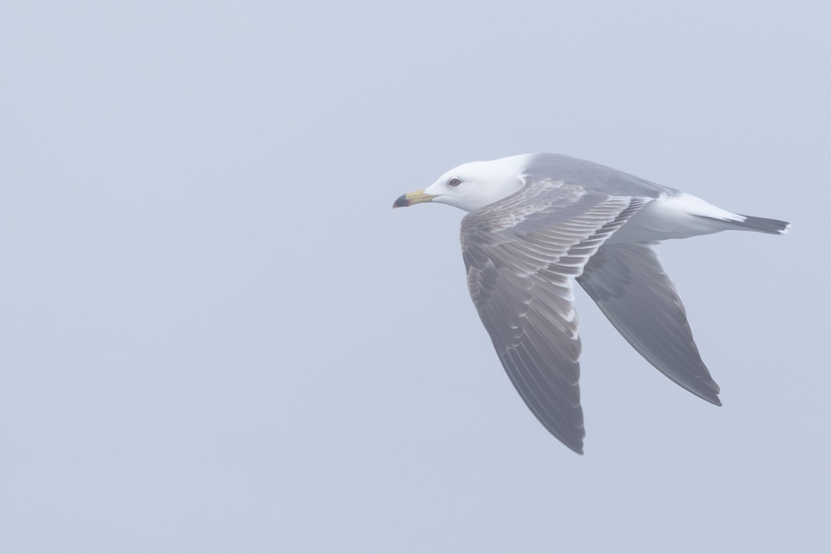 japanmåke - ML644442825