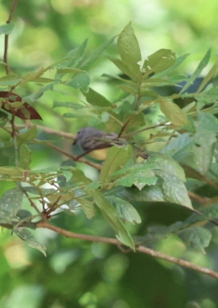 Panama Flycatcher - ML644442827