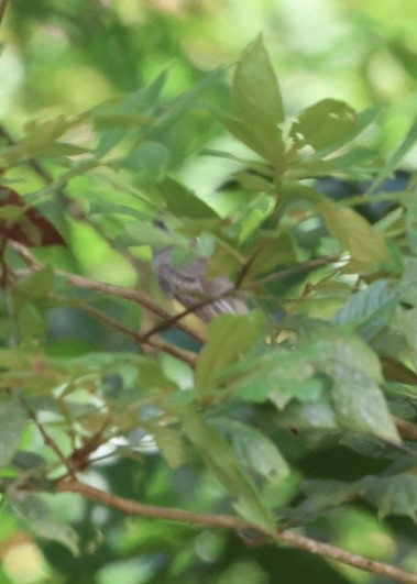 Panama Flycatcher - ML644442828