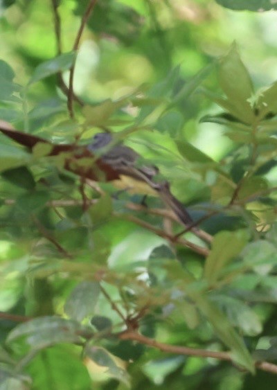 Panama Flycatcher - ML644442829