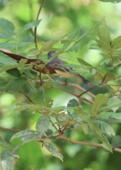 Panama Flycatcher - ML644442830