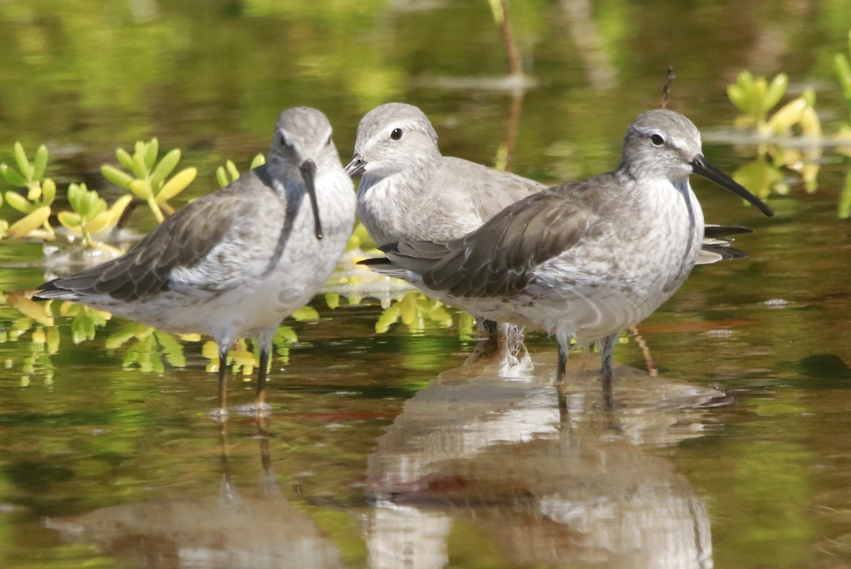 Bécasseau maubèche - ML644442838