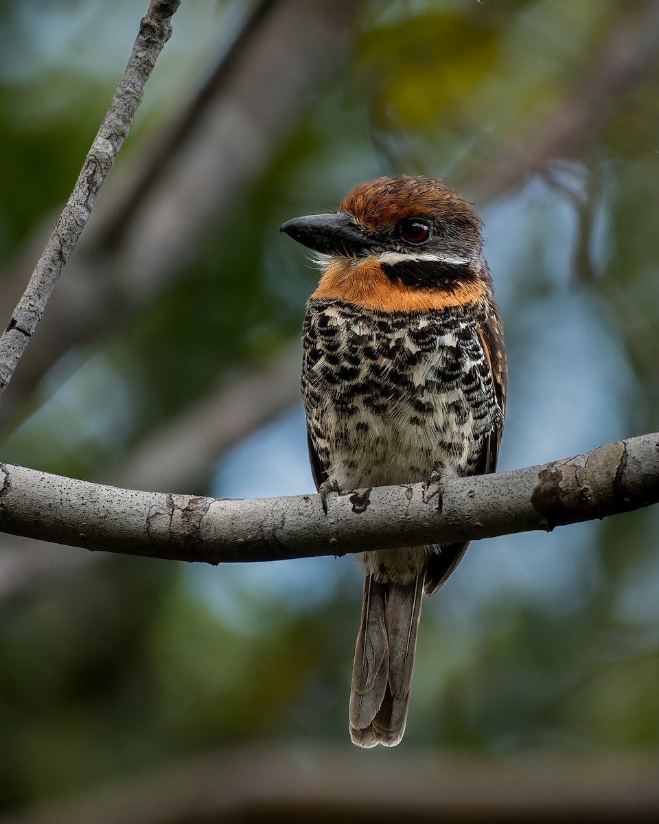 Spotted Puffbird - ML644442845