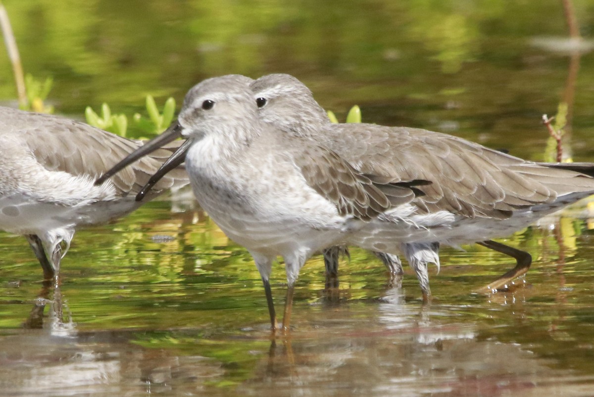高蹺濱鷸 - ML644442847