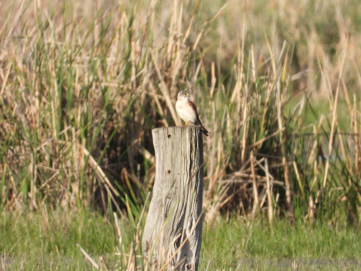 Nankeen Kestrel - ML644442849