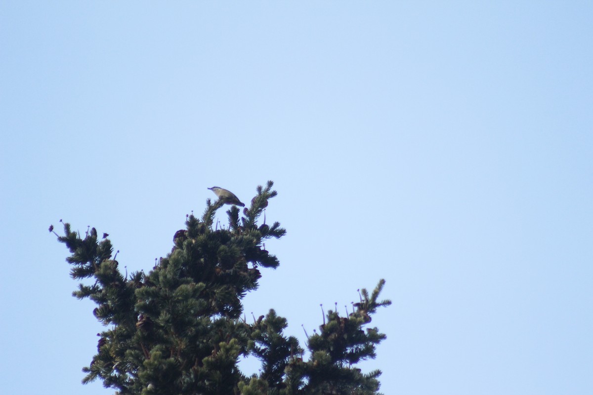 Rotbrustkleiber - ML644442853