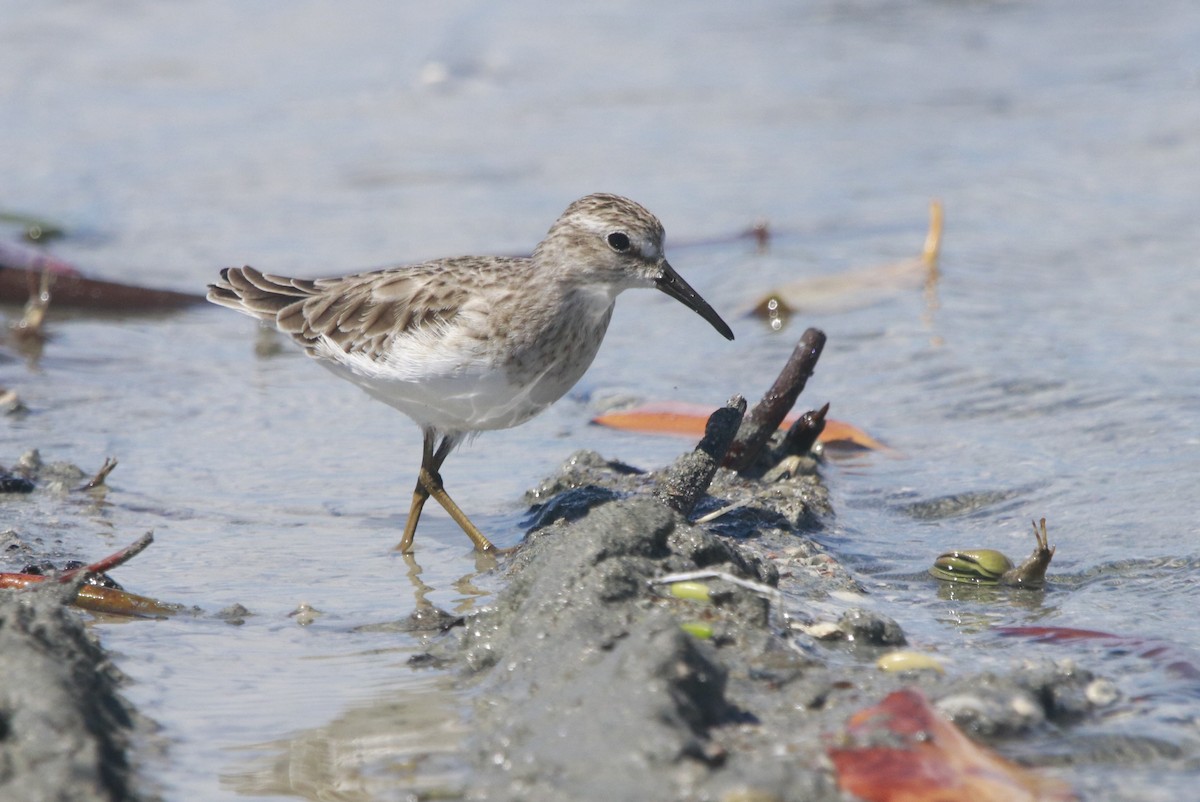 アメリカヒバリシギ - ML644442861