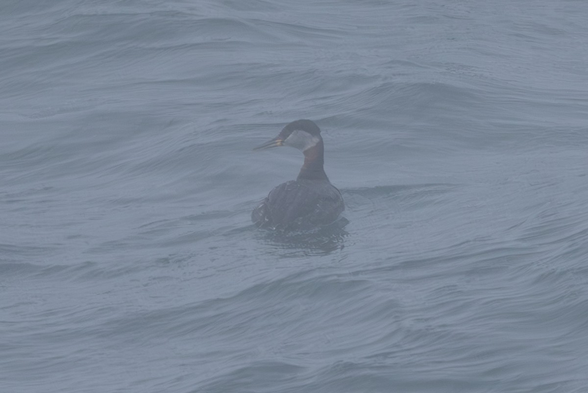 Somormujo Cuellirrojo - ML644442863