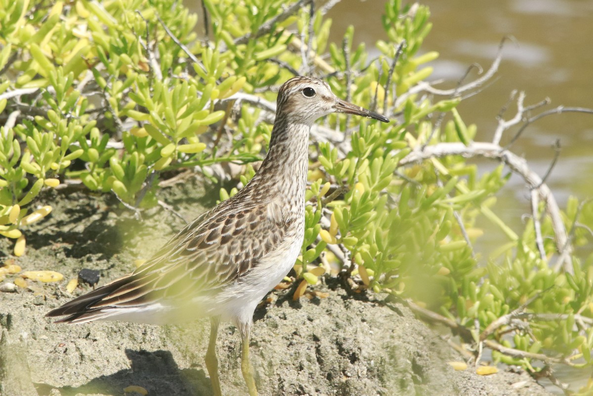 美洲尖尾濱鷸 - ML644442864