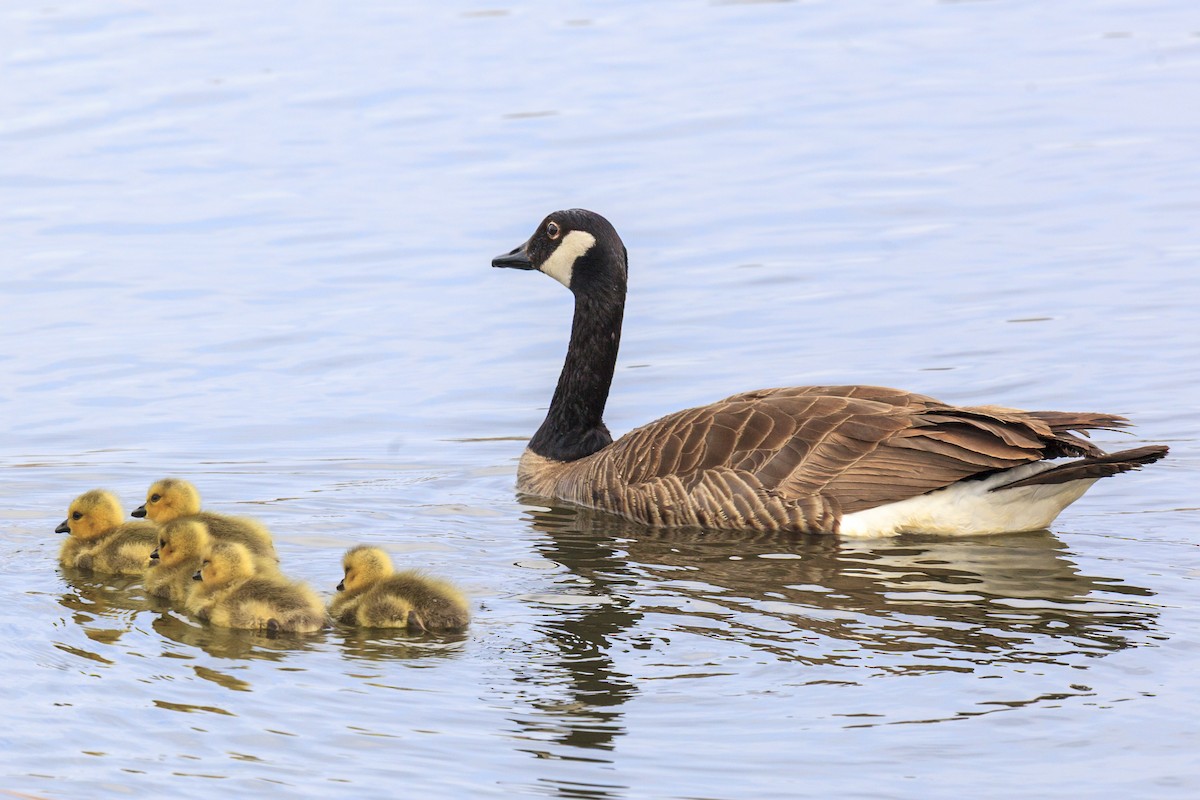 Canada Goose - ML644442866