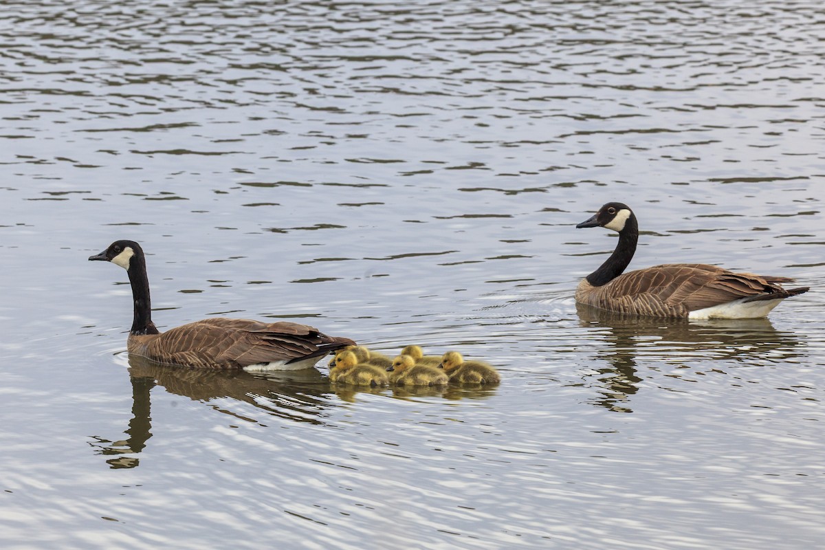 Canada Goose - ML644442867