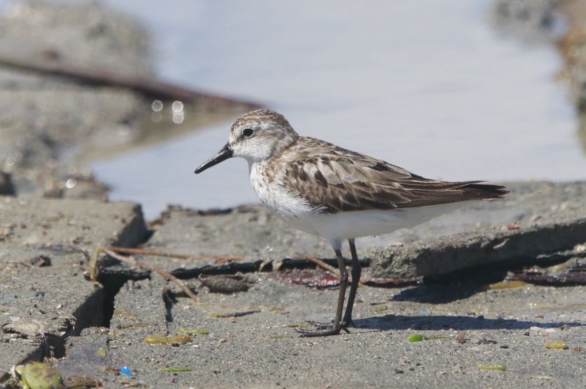 Semipalmated Sandpiper - ML644442880