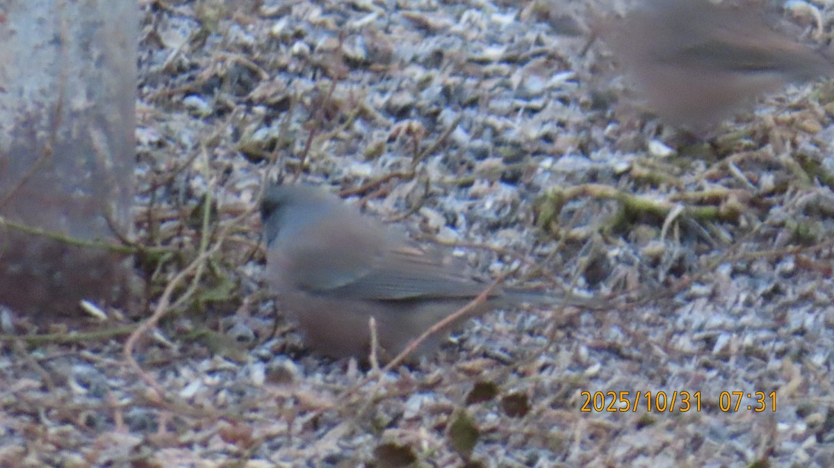 Dark-eyed Junco (Pink-sided) - ML644442884