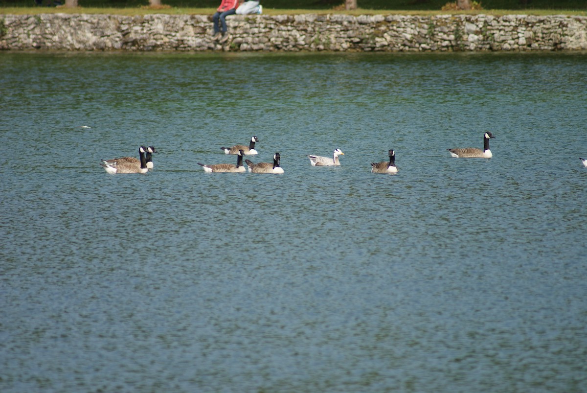 Гуска гірська - ML644442885