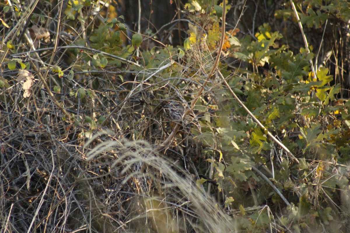 Singammer - ML644442886