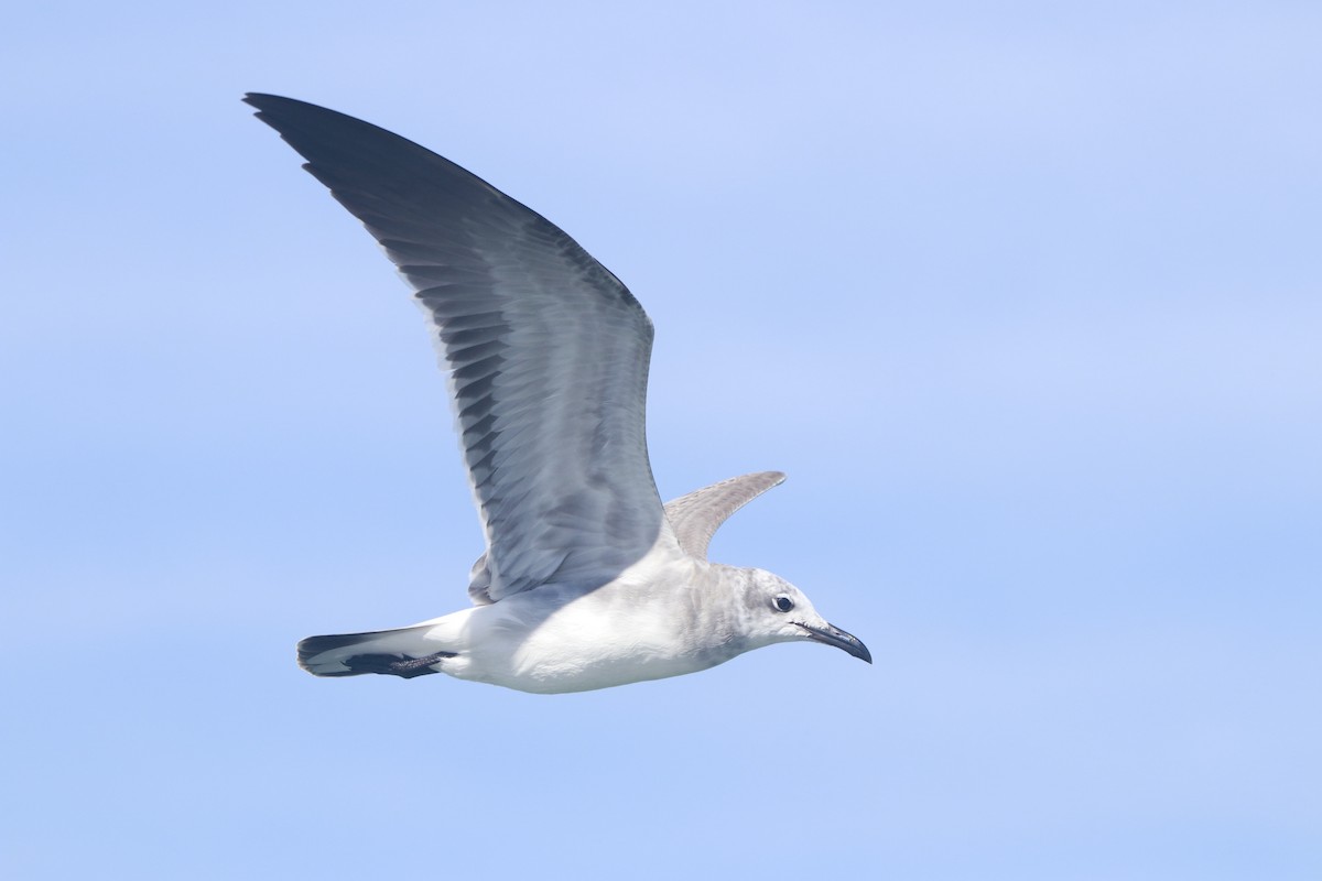 笑鷗 - ML644442897