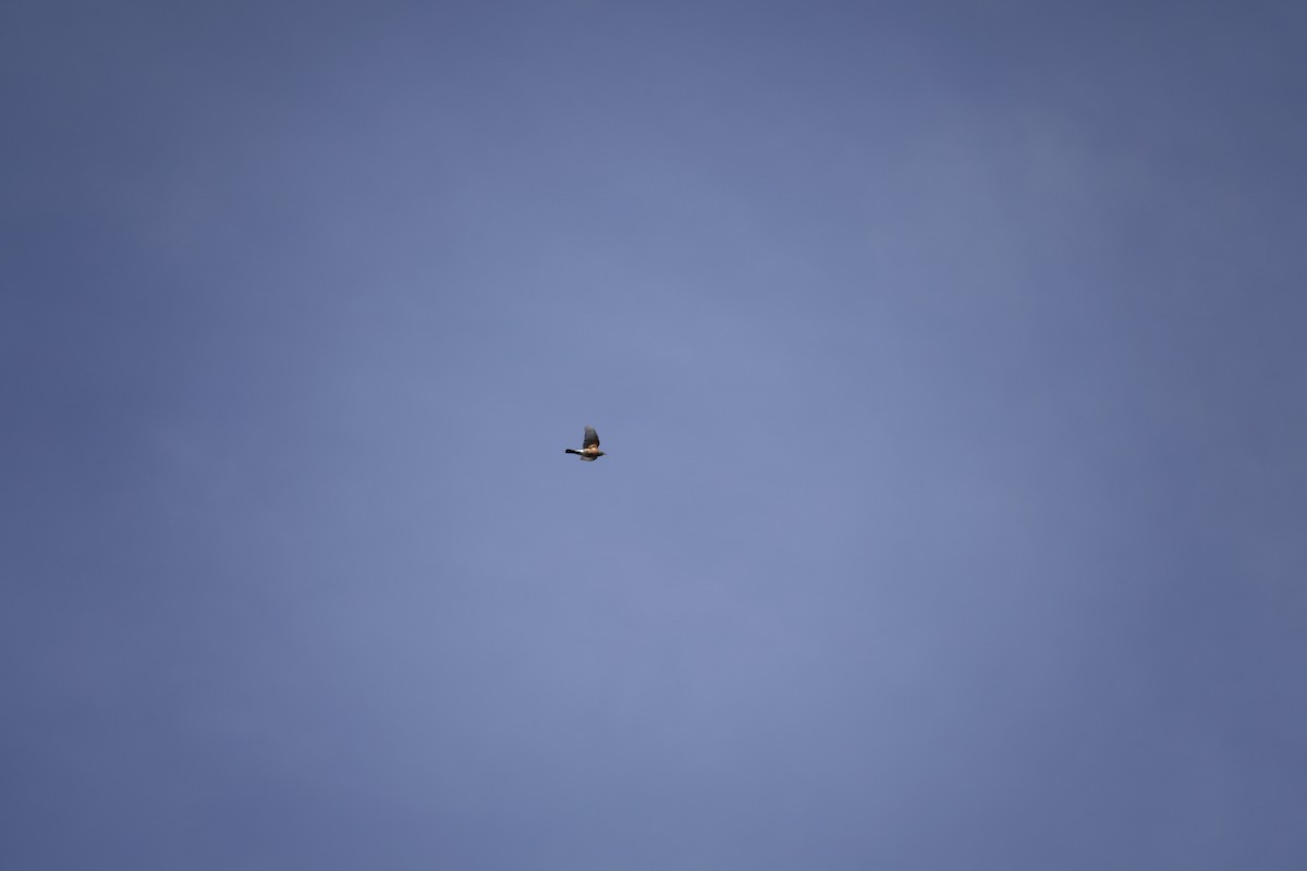 American Robin - ML644442899