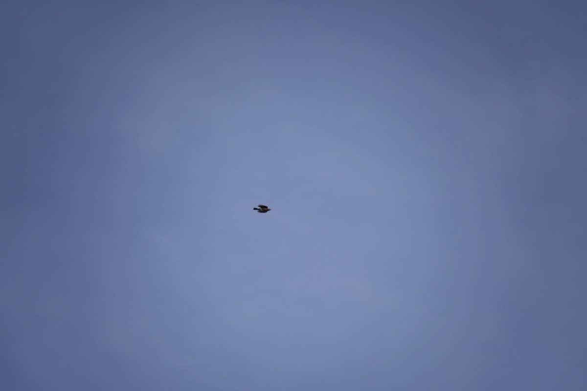 American Robin - ML644442900