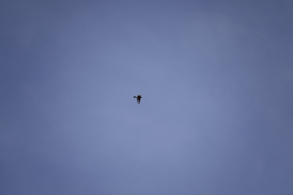 American Robin - ML644442901