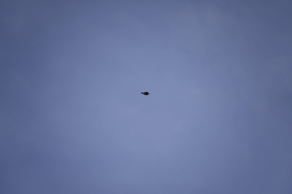 American Robin - ML644442902