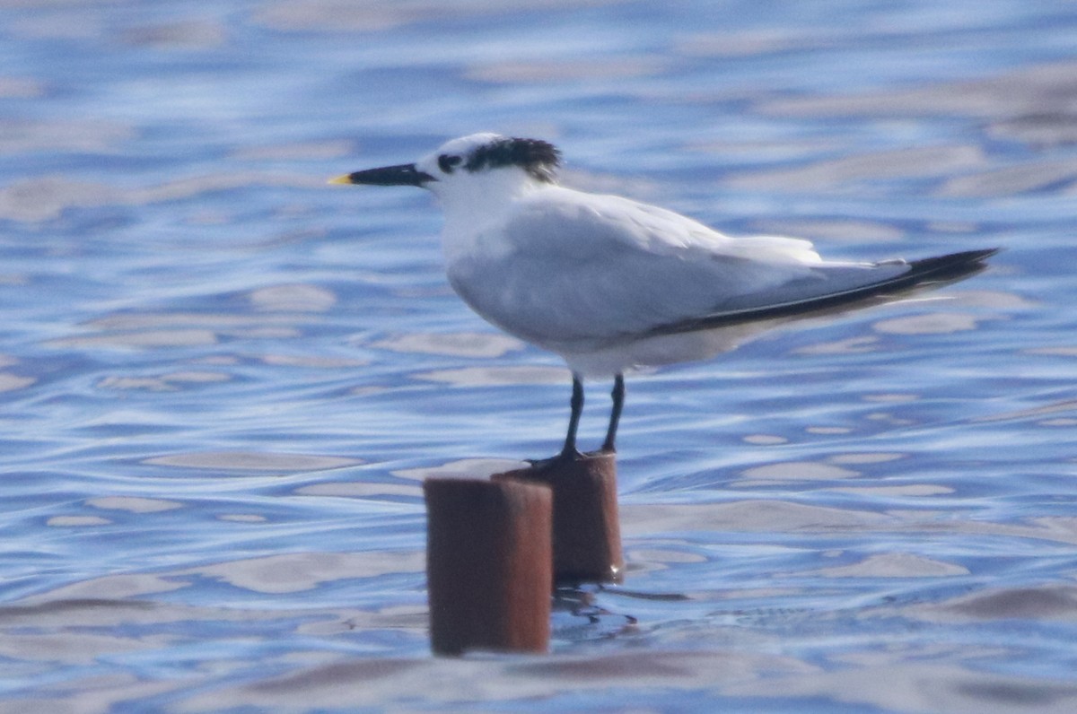 splitterne - ML644442905