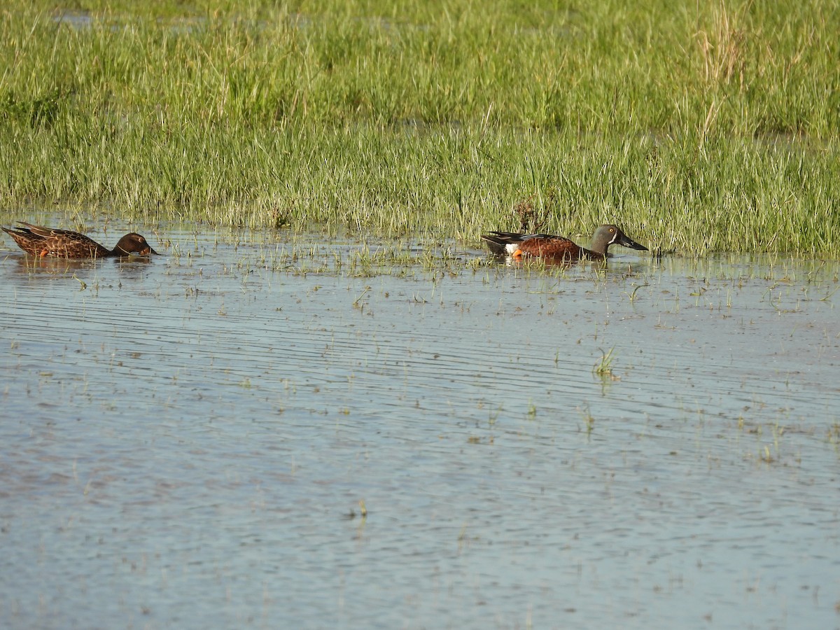 Австралийская широконоска - ML644442906