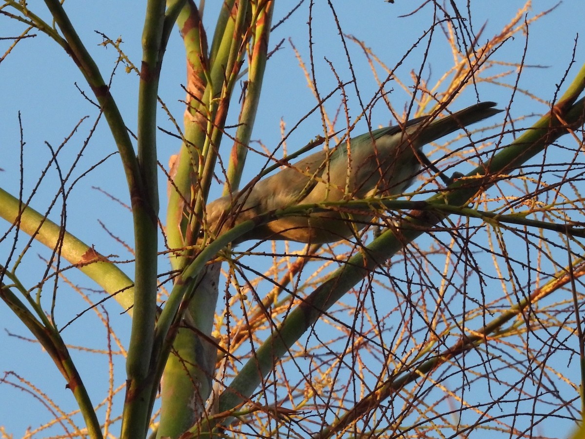 Blue-gray Tanager - ML644442907