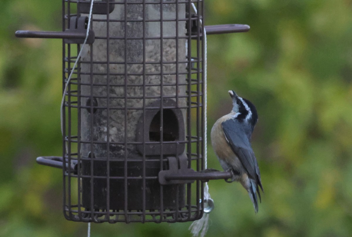 Red-breasted Nuthatch - ML644442916