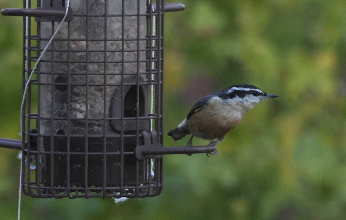 Red-breasted Nuthatch - ML644442917