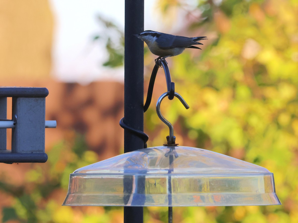 Red-breasted Nuthatch - ML644442918