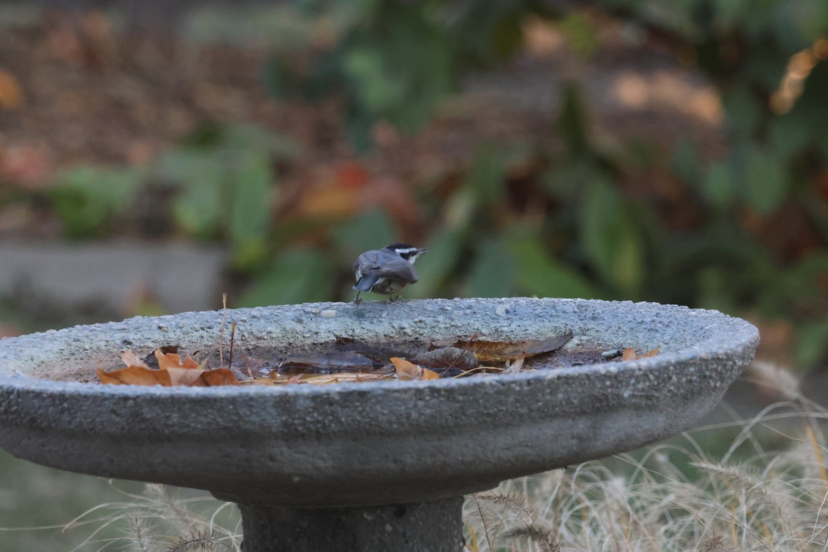 Red-breasted Nuthatch - ML644442919