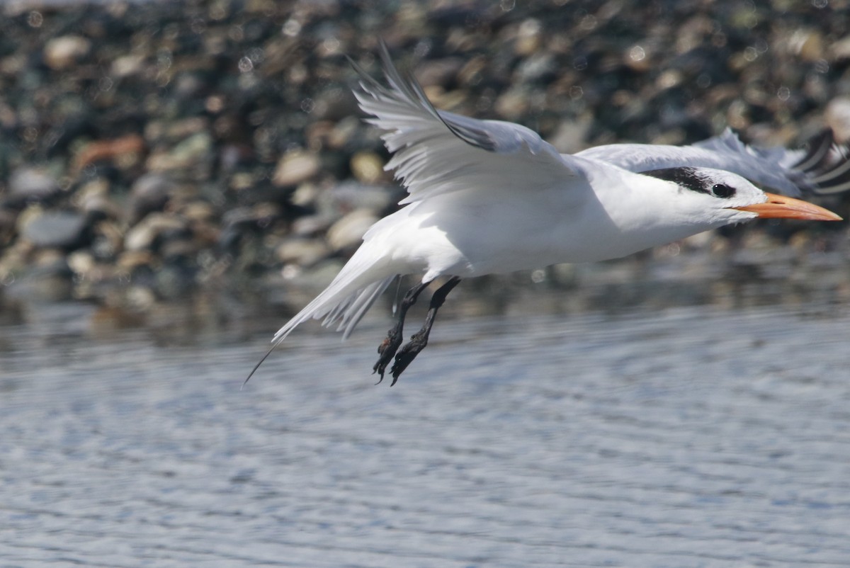 Royal Tern - ML644442920