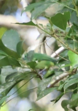 Green Shrike-Vireo - ML644442921
