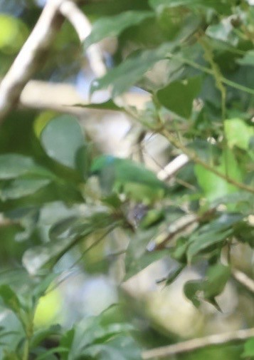 Green Shrike-Vireo - ML644442922