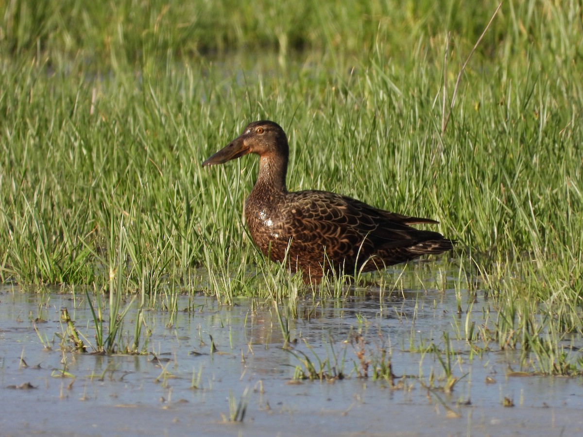 Австралийская широконоска - ML644442935
